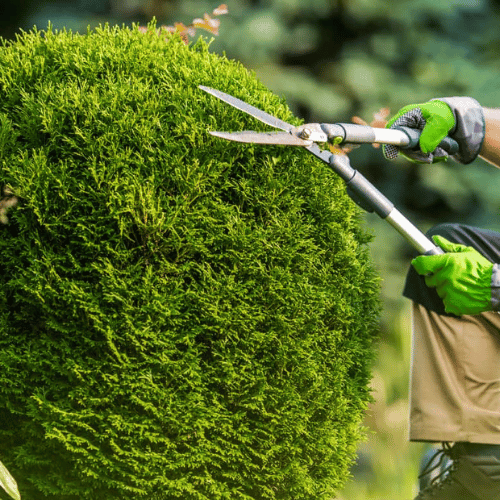 One-time Seasonal Pruning