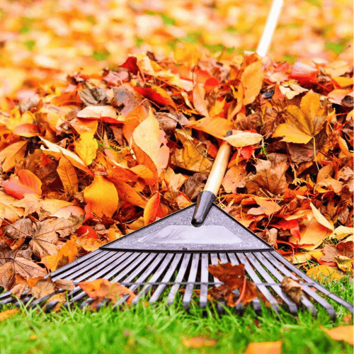 One-time Yard Clean up